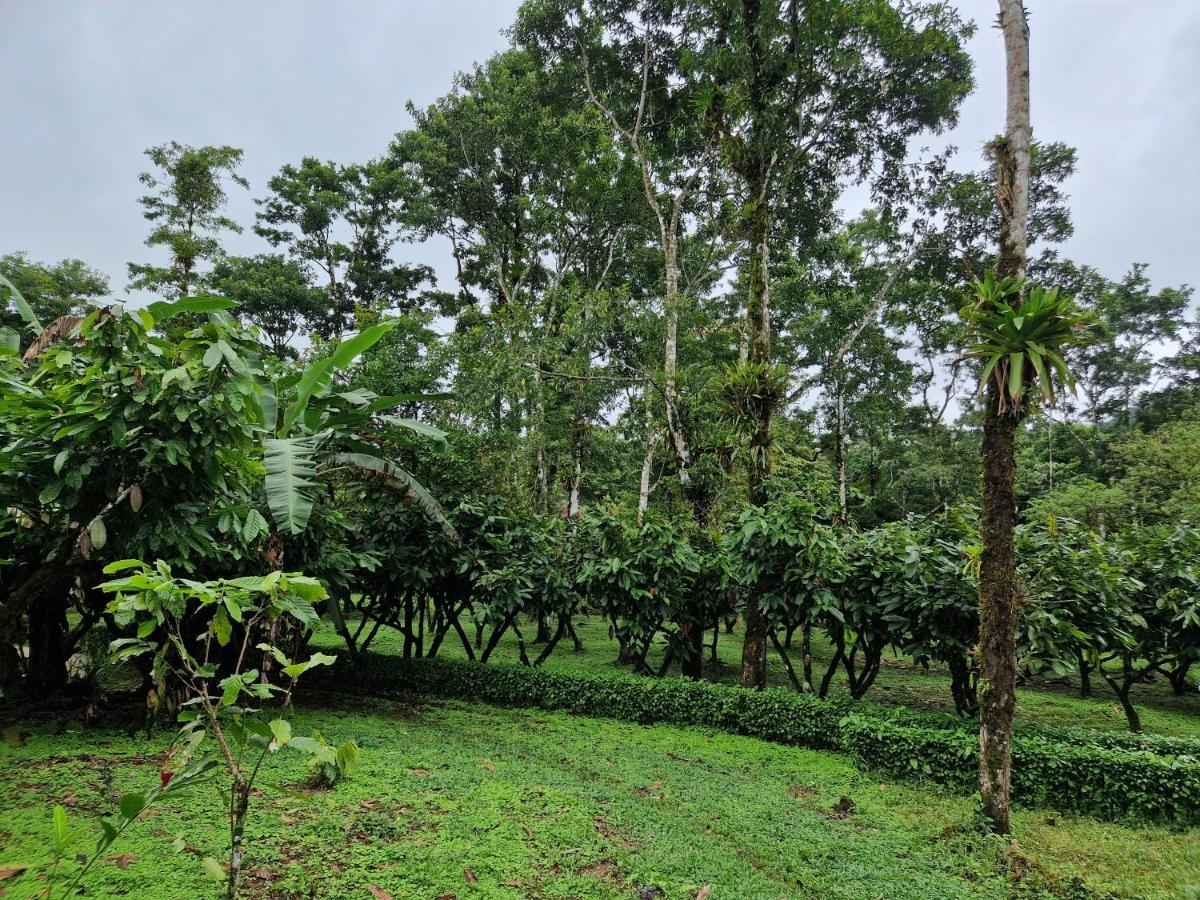 Finca Amistad Cacao Lodge Bijagua Kültér fotó