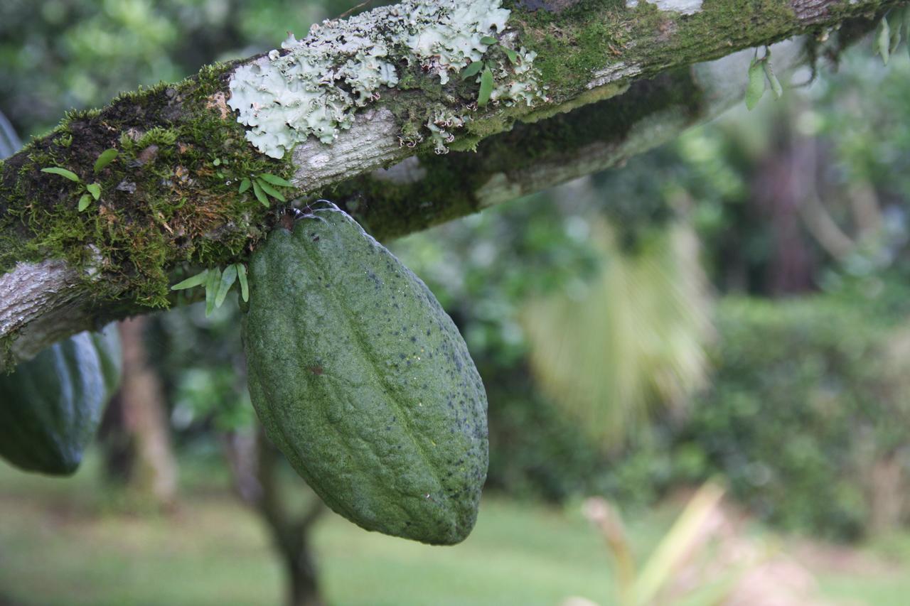Finca Amistad Cacao Lodge Bijagua Kültér fotó