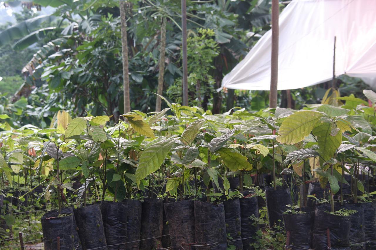 Finca Amistad Cacao Lodge Bijagua Kültér fotó
