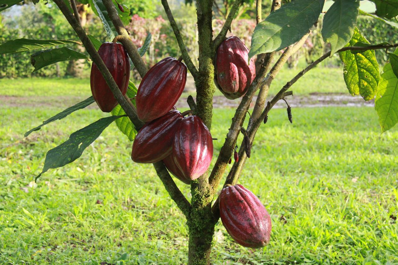 Finca Amistad Cacao Lodge Bijagua Kültér fotó