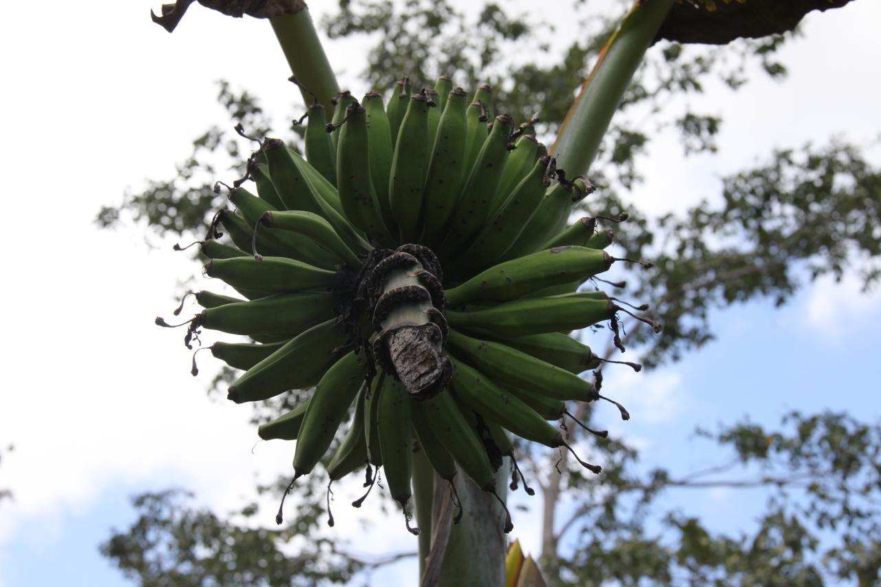 Finca Amistad Cacao Lodge Bijagua Kültér fotó